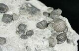 Gastropod & Brachiopod Fossils - Indiana #6609-2